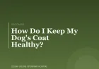 How Do I Keep My Dog's Coat Healthy?