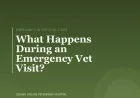 What Happens During an Emergency Vet Visit?