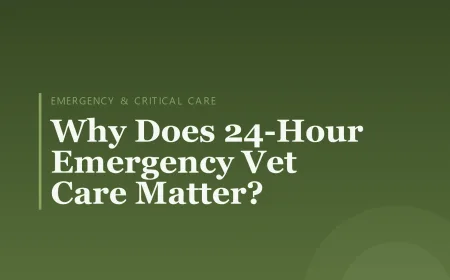 Why Does 24-Hour Emergency Vet Care Matter?