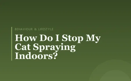 How Do I Stop My Cat Spraying Indoors?