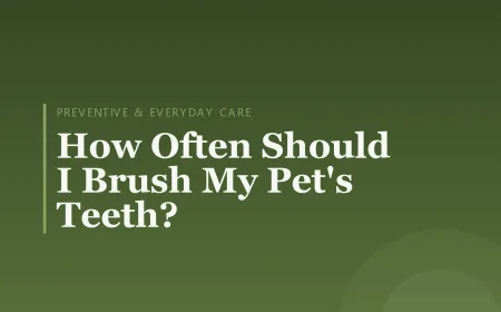 How Often Should I Brush My Pet's Teeth?