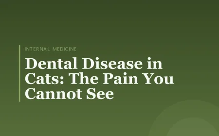 Dental Disease in Cats: The Pain You Cannot See