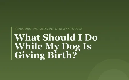 What Should I Do While My Dog Is Giving Birth?