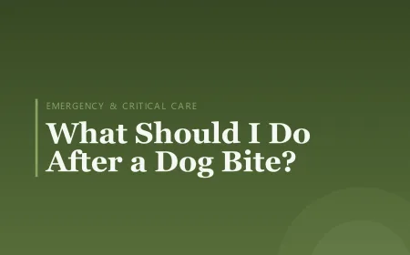 What Should I Do After a Dog Bite?