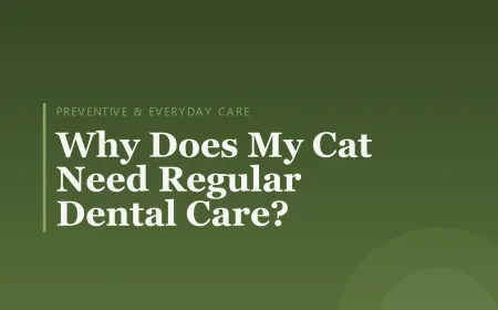 Why Does My Cat Need Regular Dental Care?