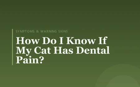 How Do I Know If My Cat Has Dental Pain?