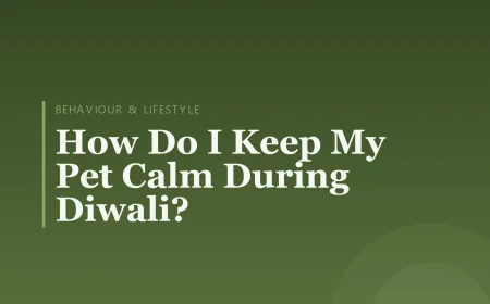 How Do I Keep My Pet Calm During Diwali?