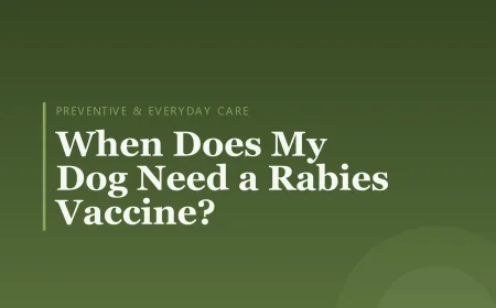 When Does My Dog Need a Rabies Vaccine?