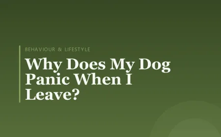 Why Does My Dog Panic When I Leave?