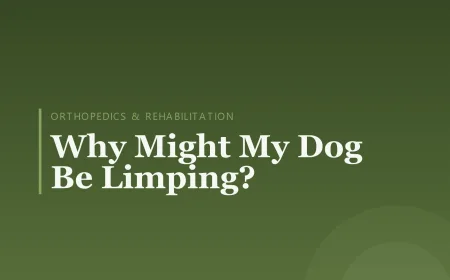 Why Might My Dog Be Limping?
