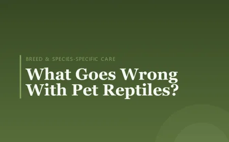 What Goes Wrong With Pet Reptiles?