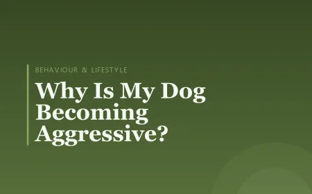 Why Is My Dog Becoming Aggressive?