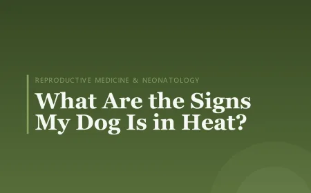 What Are the Signs My Dog Is in Heat?
