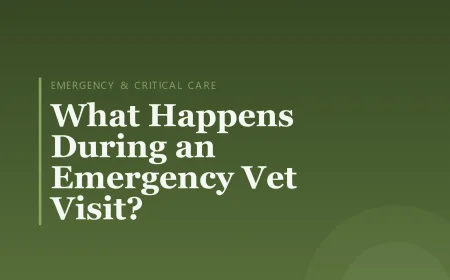 What Happens During an Emergency Vet Visit?
