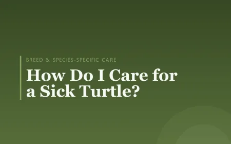 How Do I Care for a Sick Turtle?