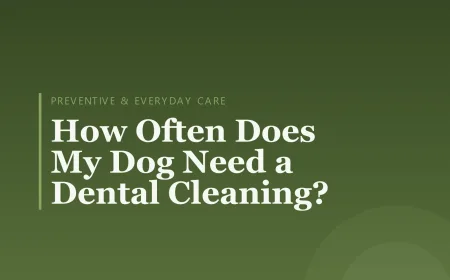 How Often Does My Dog Need a Dental Cleaning?