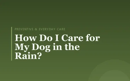 How Do I Care for My Dog in the Rain?