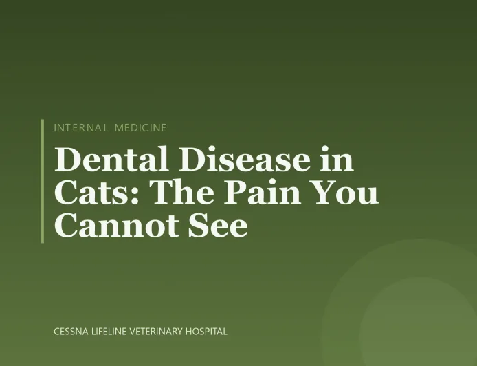 Dental Disease in Cats: The Pain You Cannot See