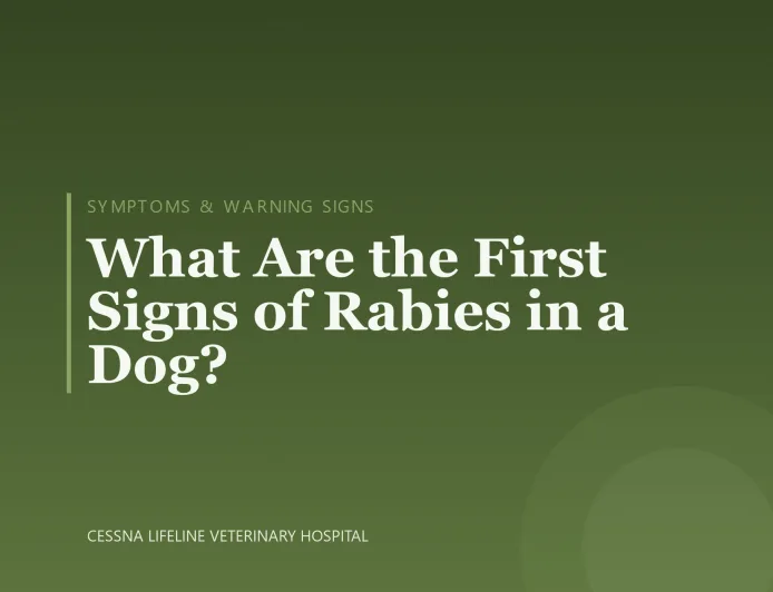 What Are the First Signs of Rabies in a Dog?