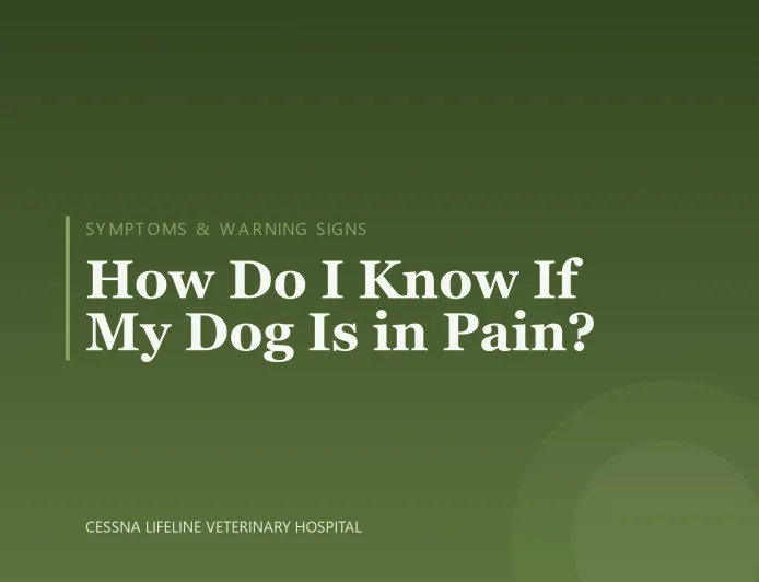 How Do I Know If My Dog Is in Pain?