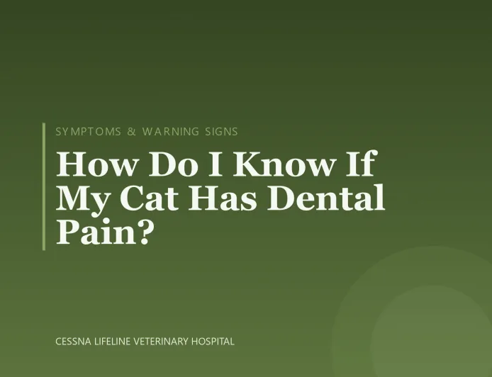 How Do I Know If My Cat Has Dental Pain?
