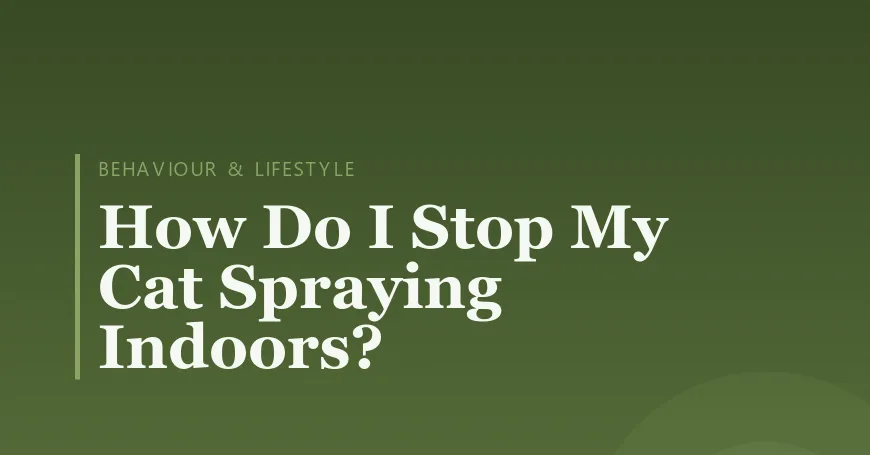 How Do I Stop My Cat Spraying Indoors?