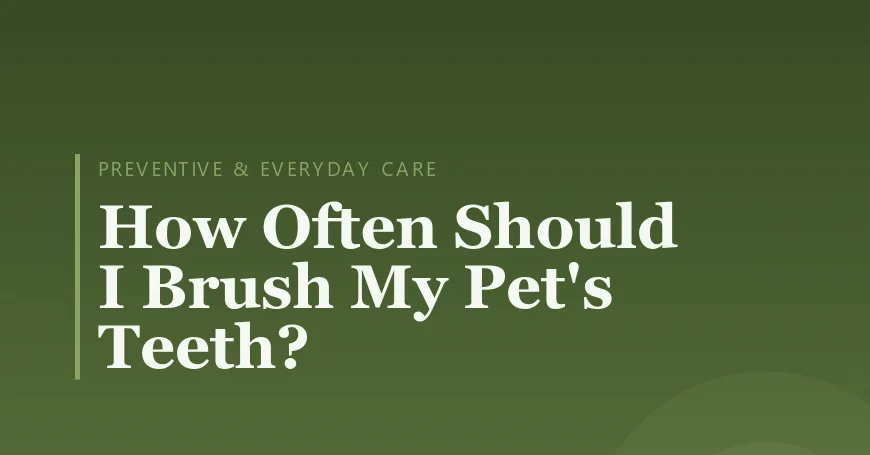 How Often Should I Brush My Pet's Teeth?