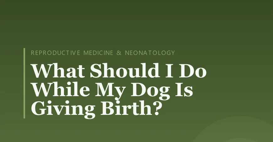 What Should I Do While My Dog Is Giving Birth?