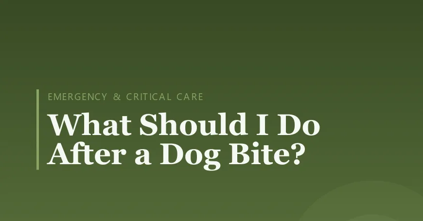 What Should I Do After a Dog Bite?