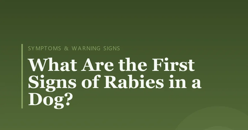 What Are the First Signs of Rabies in a Dog?