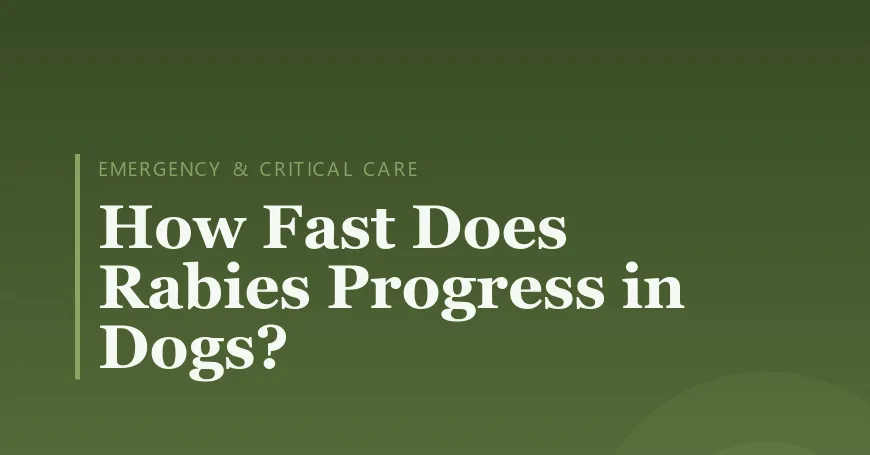 How Fast Does Rabies Progress in Dogs?