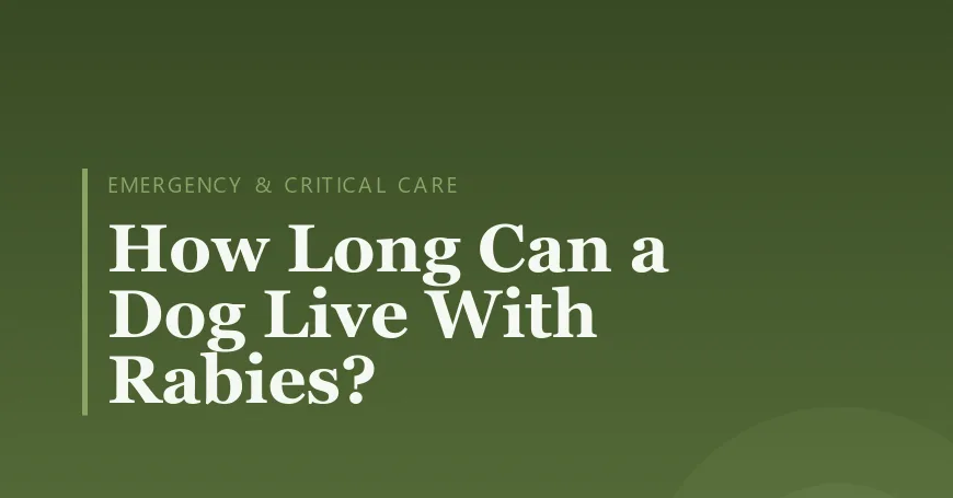 How Long Can a Dog Live With Rabies?
