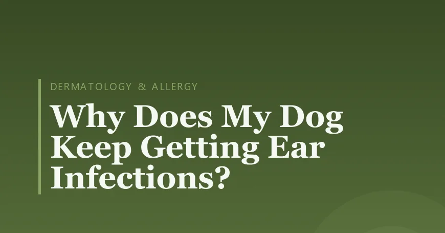 Why Does My Dog Keep Getting Ear Infections?