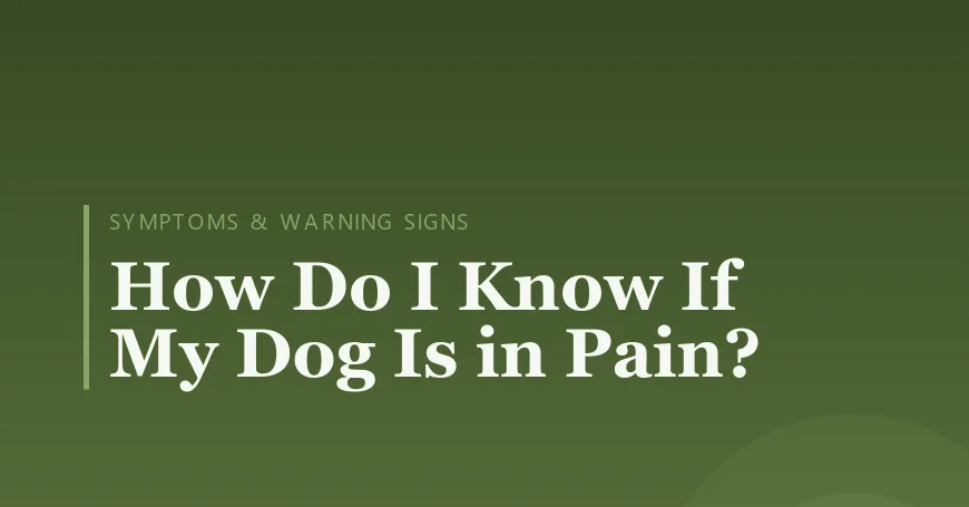 How Do I Know If My Dog Is in Pain?