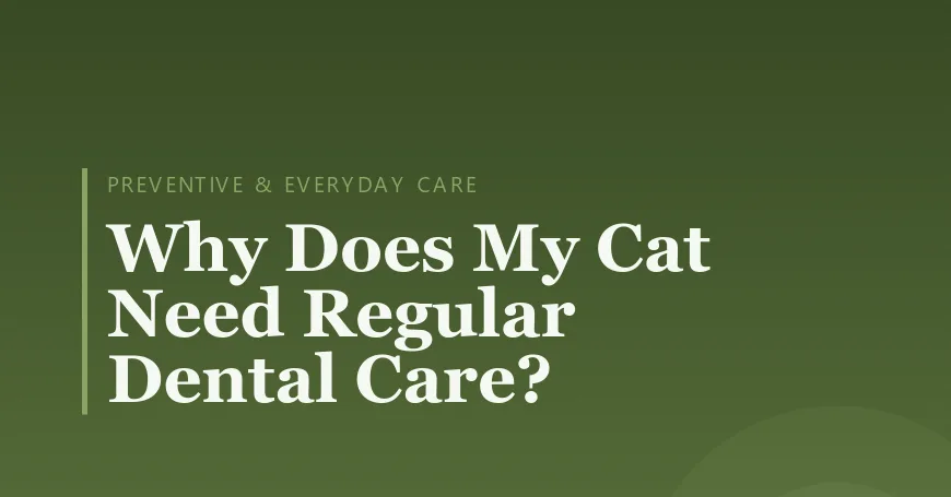 Why Does My Cat Need Regular Dental Care?
