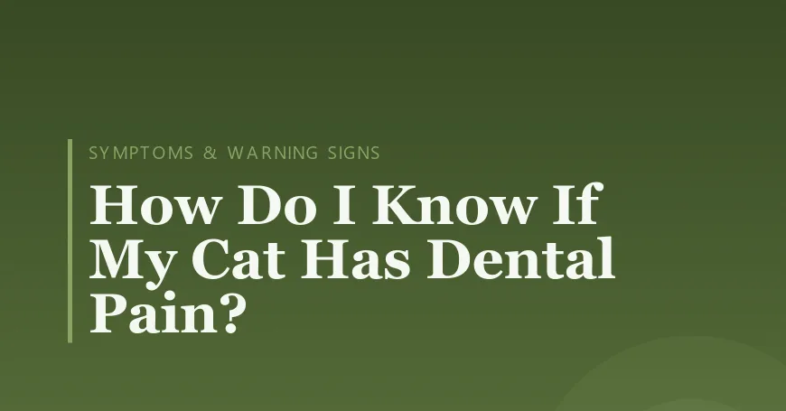 How Do I Know If My Cat Has Dental Pain?