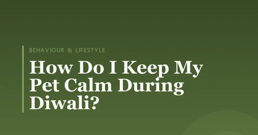 How Do I Keep My Pet Calm During Diwali?