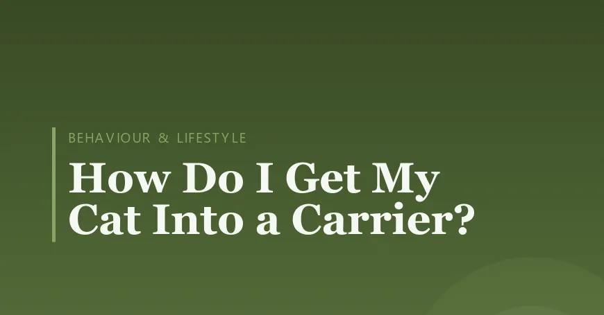 How Do I Get My Cat Into a Carrier?