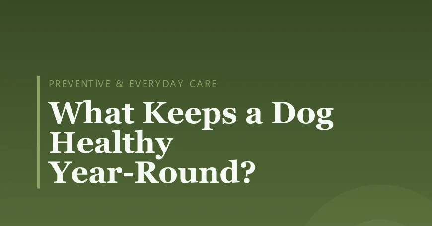 What Keeps a Dog Healthy Year-Round?