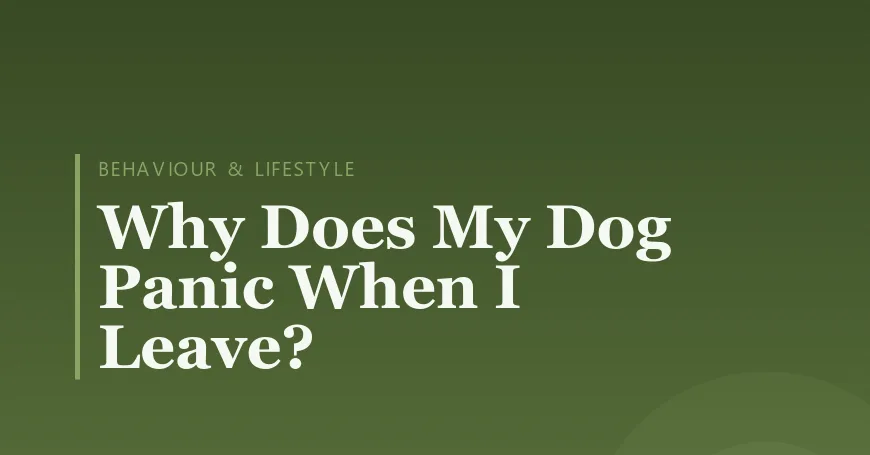 Why Does My Dog Panic When I Leave?