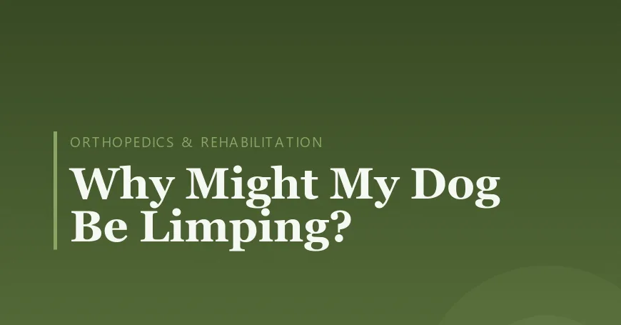 Why Might My Dog Be Limping?