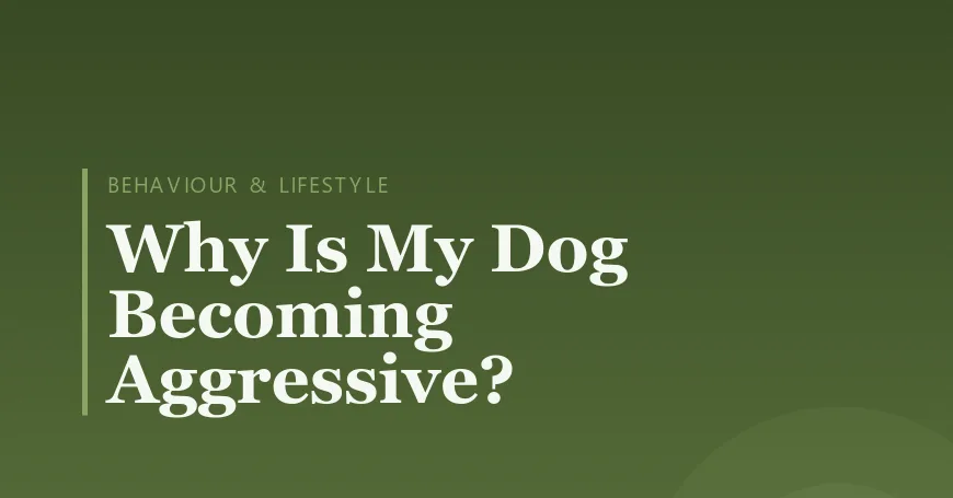Why Is My Dog Becoming Aggressive?