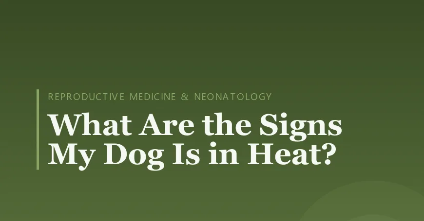 What Are the Signs My Dog Is in Heat?