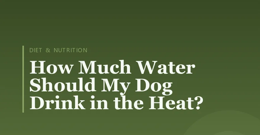 How Much Water Should My Dog Drink in the Heat?