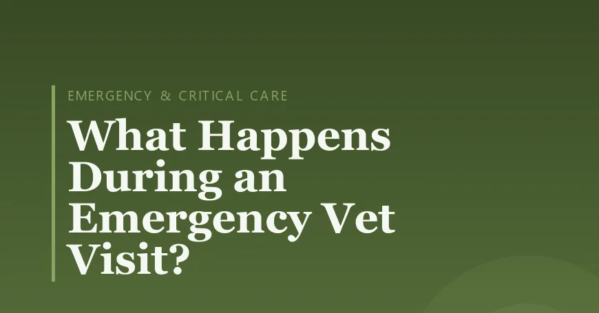 What Happens During an Emergency Vet Visit?