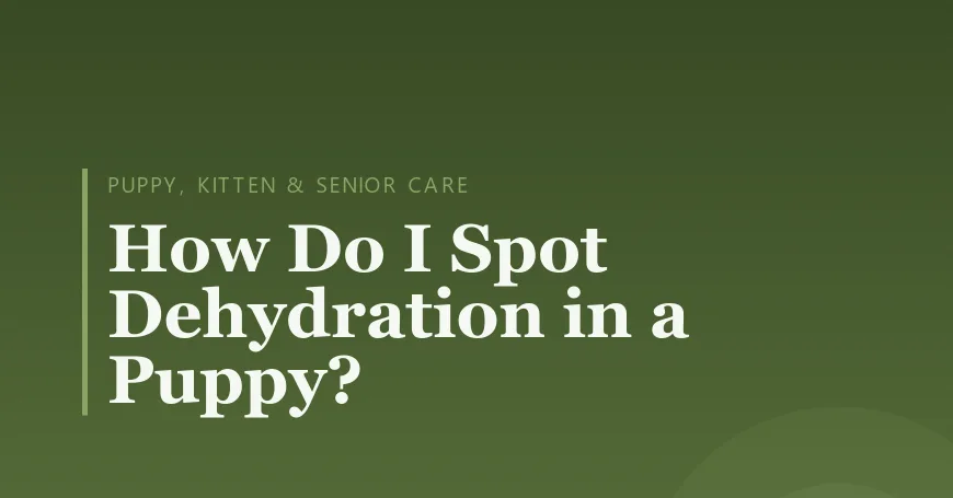 How Do I Spot Dehydration in a Puppy?