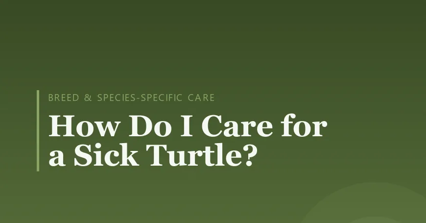 How Do I Care for a Sick Turtle?