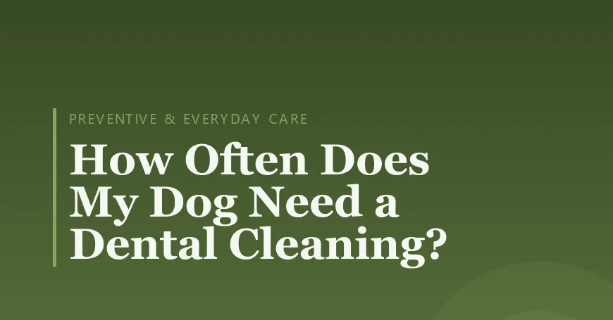 How Often Does My Dog Need a Dental Cleaning?