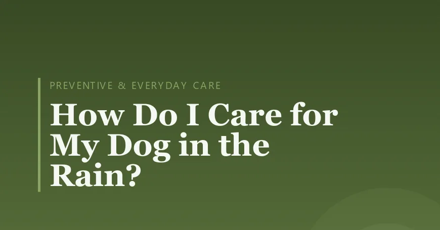 How Do I Care for My Dog in the Rain?