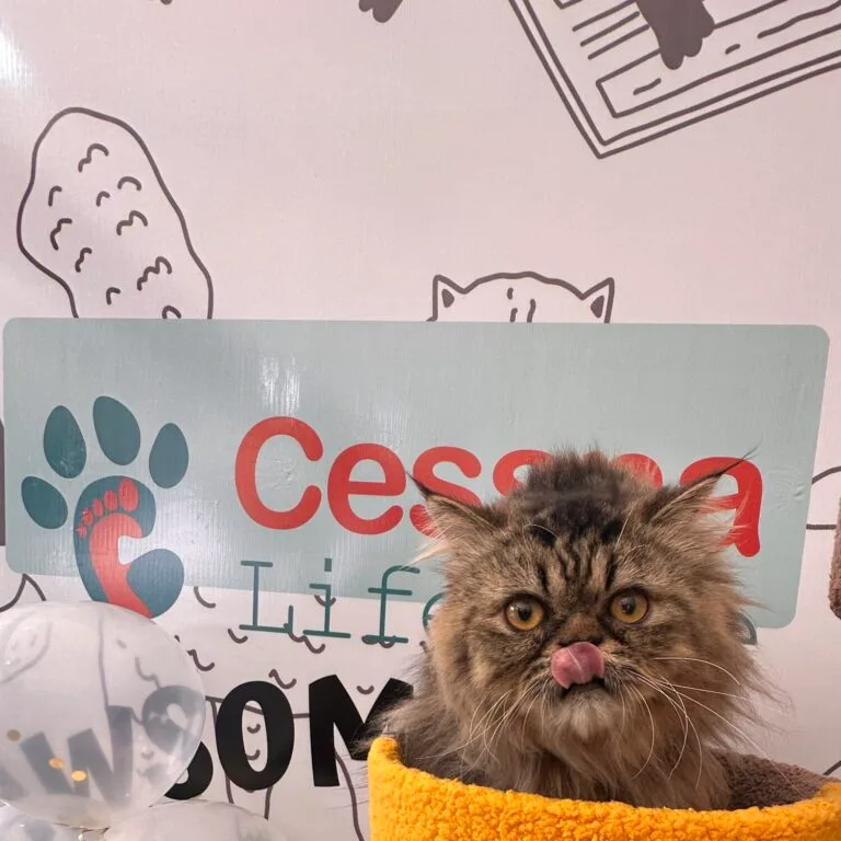 Cessna Lifeline - Trusted Veterinary Hospital